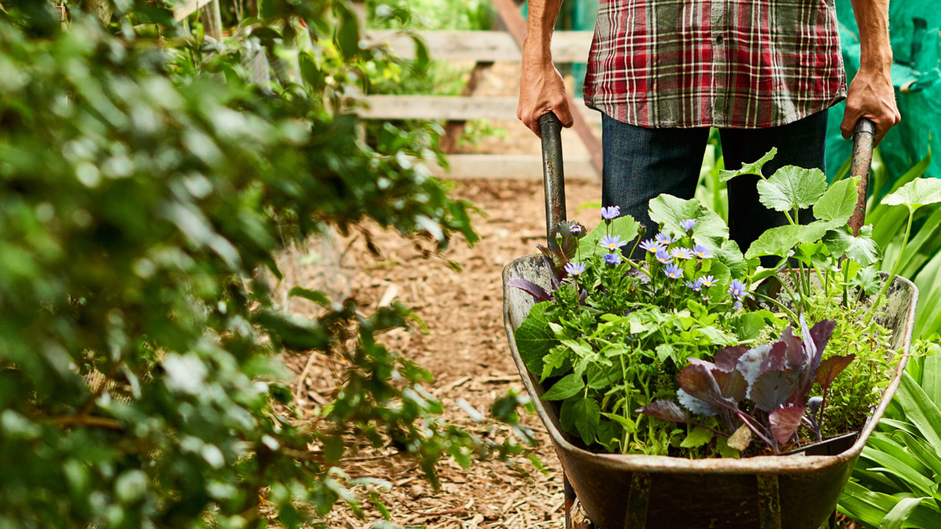 Planting
