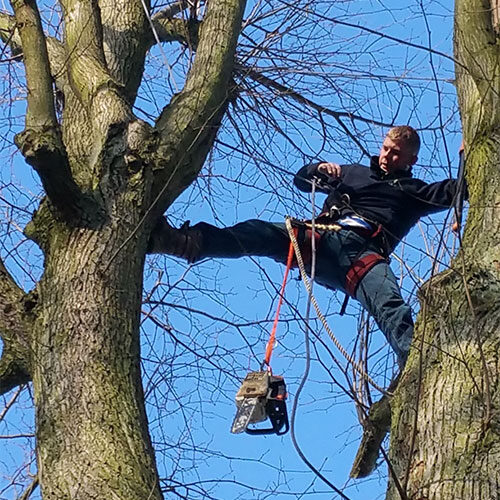 Tree Pruning Services Tree Pruning Services