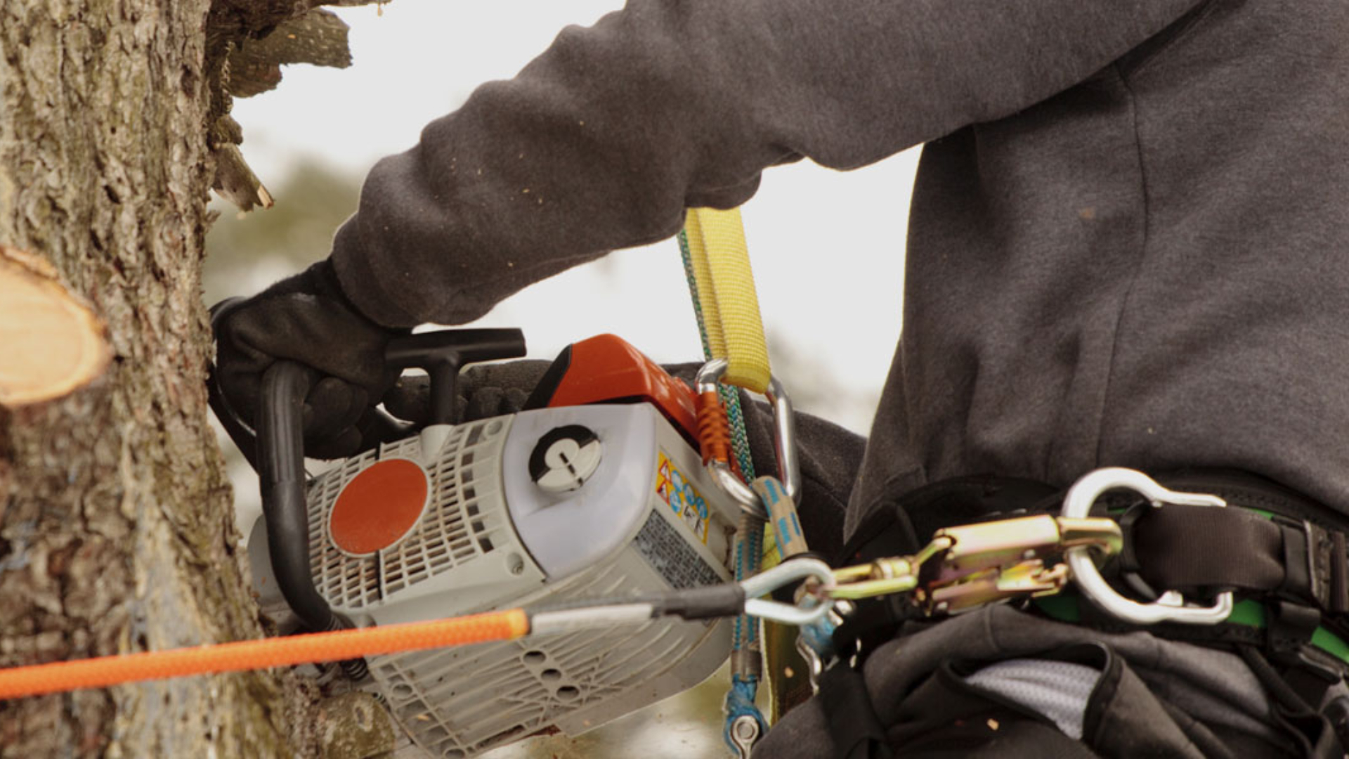Tree Pruning