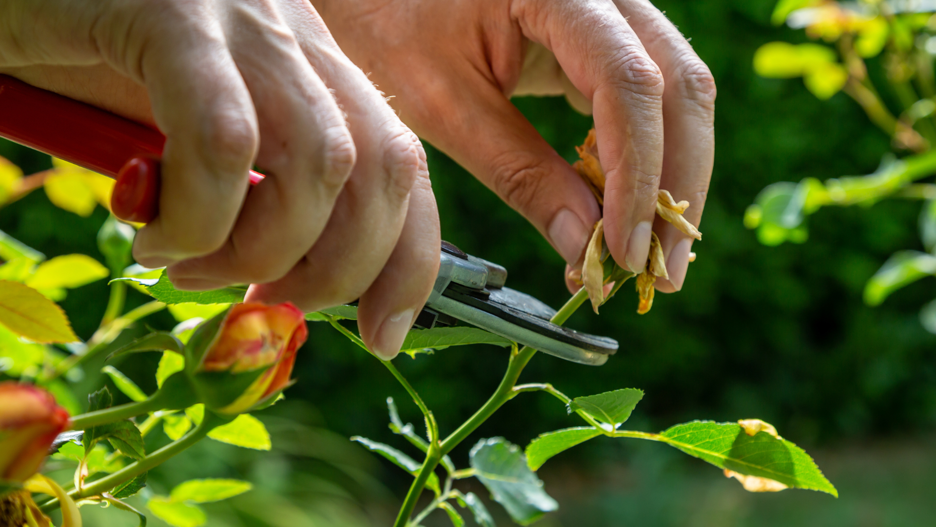 Know a good gardener in Sheffield? It’s winter prep time!