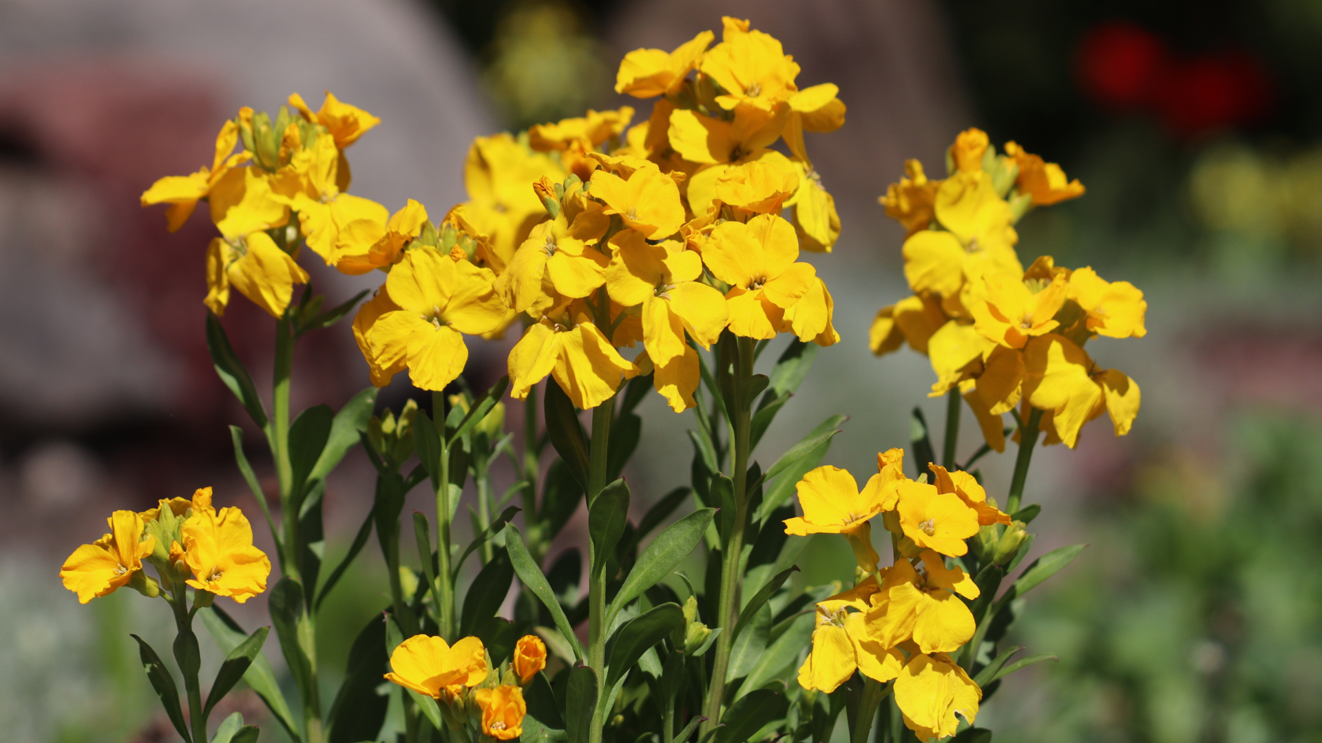 Plant in October, enjoy in spring!