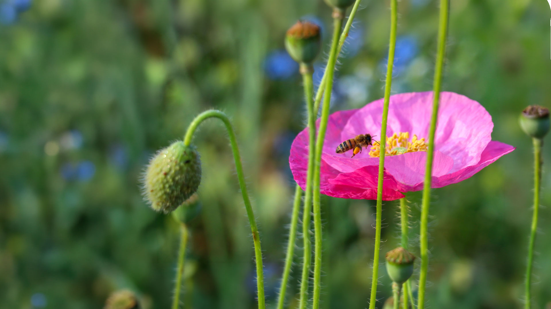 Bee-friendly plants and flowers