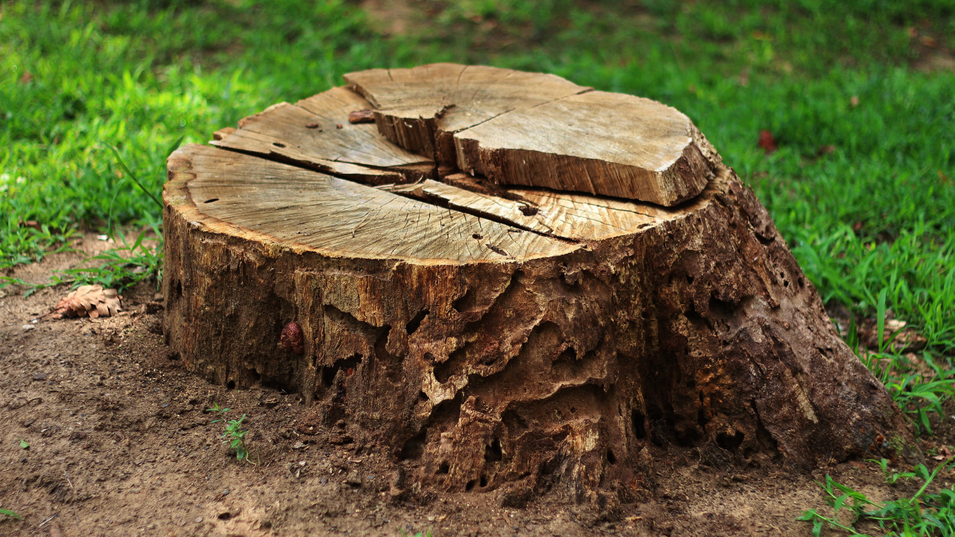 Professional tree stump removal in Sheffield
