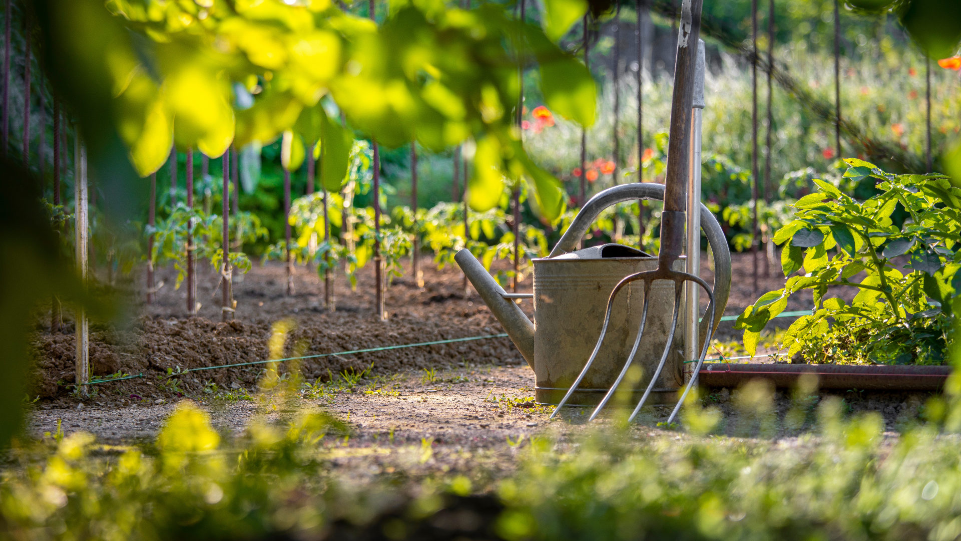 September: Sheffield gardeners’ big month!