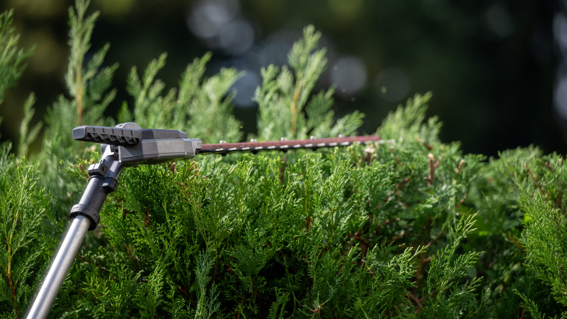 The importance of professional tree and shrub care